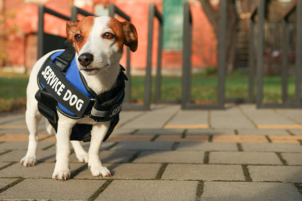 istock Cute Jack Russell Terrier wearing service dog vest outdoors, space for text 2244158061