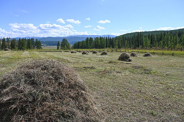Blooming pasture with haystack and orange forest glows in sunrise light in autumn mountains. Serene highland landscape with dried hay and sunny hills