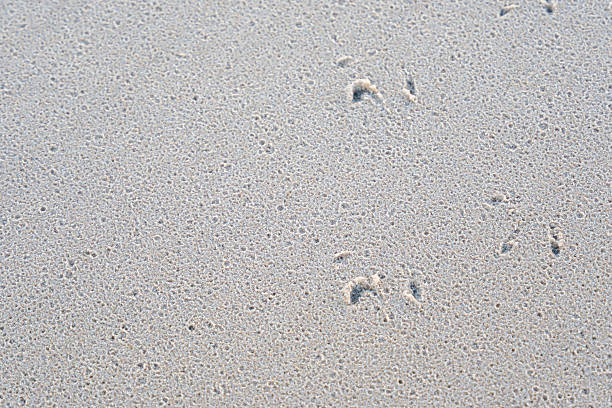 Close-up of delicate bird footprints pressed into wet beach sand. Subtle patterns show traces left by retreating water.
