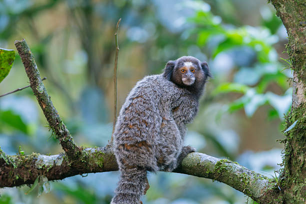 Sagui is the common name for small monkeys of the genus *Callithrix*, native to Brazil and adaptable to diverse habitats, including the Cerrado and the Atlantic Forest. They are omnivorous animals with a varied diet, including fruits, insects, and nectar, and generally live in social groups. There are several species, such as the black-tufted marmoset and the white-tufted marmoset, with different coat characteristics and geographic distribution.CharacteristicsSize: They are the smallest monkeys in the world.