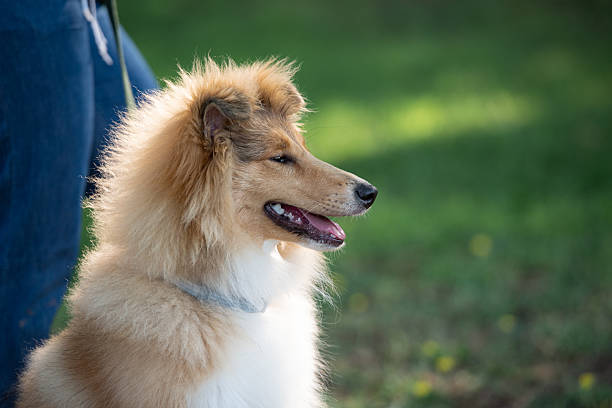 pomedania puppy, playing with a yellow ball thrown to him by his owner.