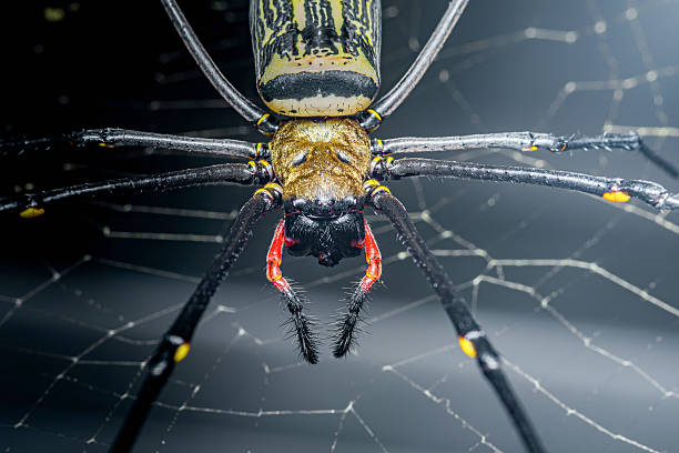 istock Golden orb-weaver spider resting on its intricate web 2244161325