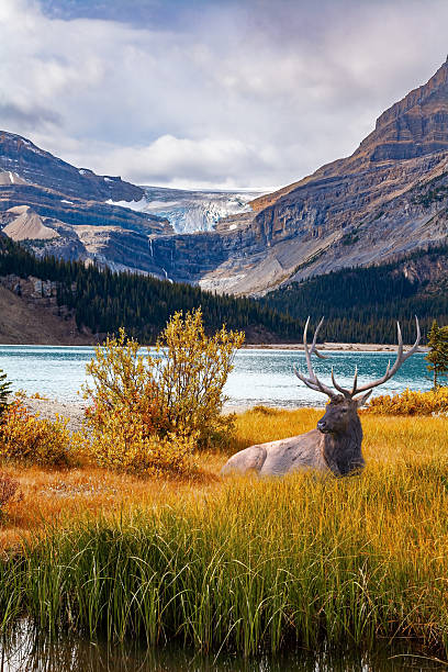 istock The deer grazes in the yellow grass. 2244163020