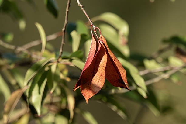 istock Borken, nrw, germany, autumn leaf changing color on tree branch 2244163190