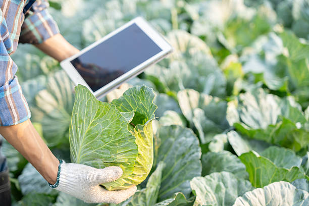 istock Farmers use the main data network in the internet, agricultural technology, work on crop data analysis by tablet ,technology for plantation data link with internet make a good plant organic product. 2244164405