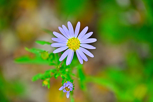 A purple wildflower blooming in the mountains