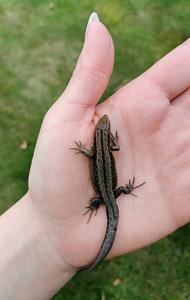 istock Female hand with a manicure holding a lizard on nature background. Small lizard in hand. 2244168389