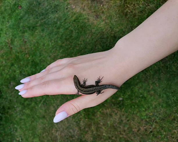 Female hand with a manicure holding a lizard on nature background. Small lizard in hand.