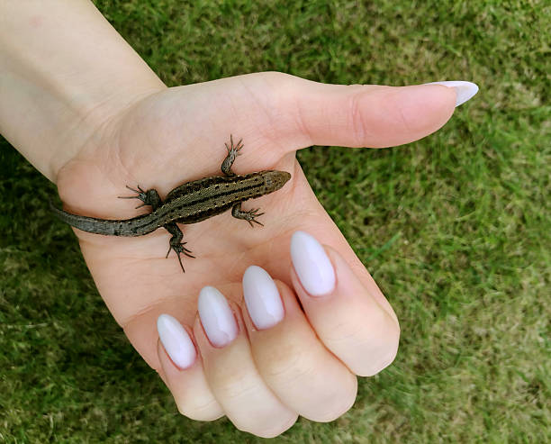 istock Female hand with a manicure holding a lizard on nature background. Small lizard in hand. 2244168409