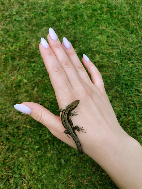 istock Female hand with a manicure holding a lizard on nature background. Small lizard in hand. 2244168426
