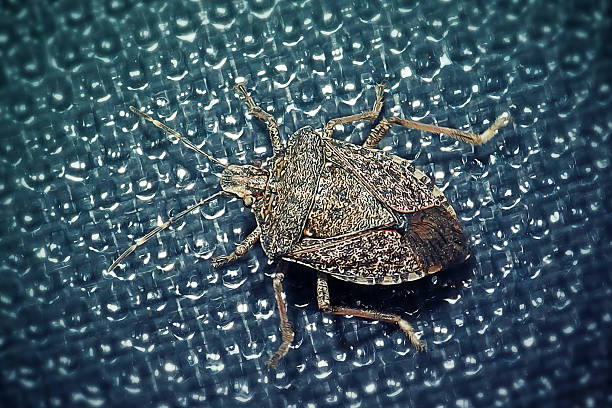 Halyomorpha halys Brown Marmorated Stink Bug Insect. Digitally Enhanced Photograph.