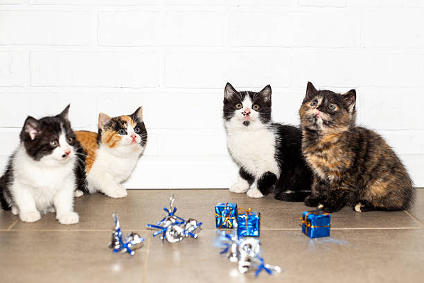 Four curious kittens with colorful fur sit next to small blue and silver gift ornaments against a white brick wall.