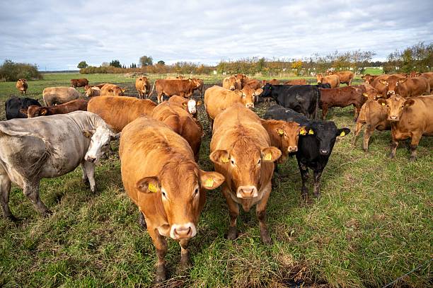 istock Cows Grazing in a Green Field 2244170116