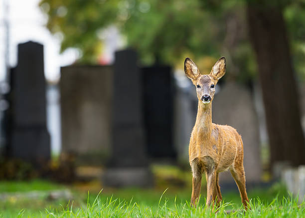 Female deer running through the vienna central cemetery