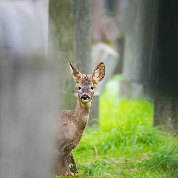 istock Deers at the central cemetery in vienna 2244171303