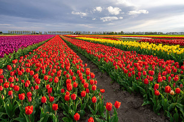 istock Colourful Tulip Fields in The Netherlands 2244171314