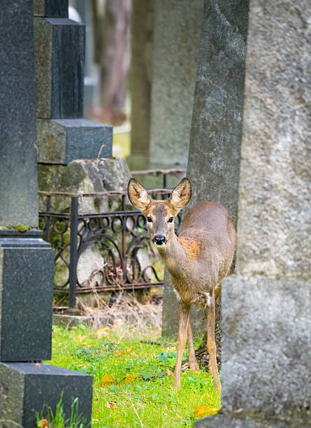 istock young roe deer on viennas zentralfriedhof cementary 2244171377