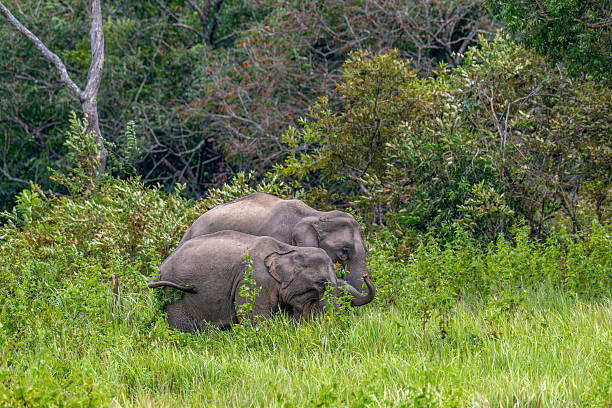 istock Wild Elephant Herd in the Grassland 2244171410