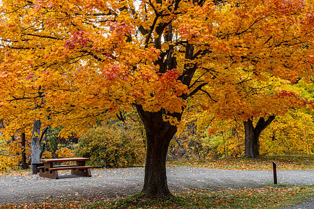 istock Okanagan Lake Provincial Park 2244171569