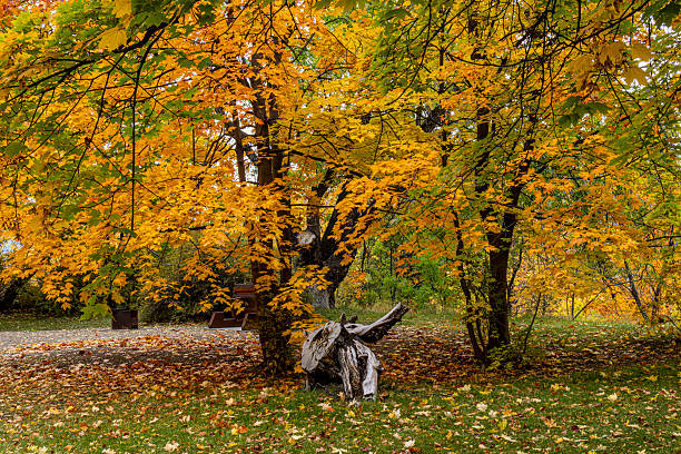 Walking inside Okanagan Lake Provincial Park in autumn feels like stepping into a golden tunnel where every path glows with sun-lit leaves, Okanagan, BC Canada