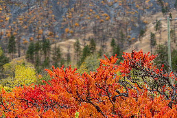 Walking inside Okanagan Lake Provincial Park in autumn feels like stepping into a golden tunnel where every path glows with sun-lit leaves, Okanagan, BC Canada