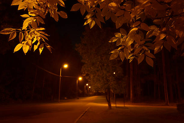 A group of trees in front of a building at night. Outdoor. Dark. Night. Lush