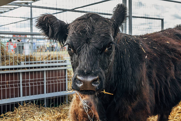 Galloway cattle breed for meat production. High quality photo