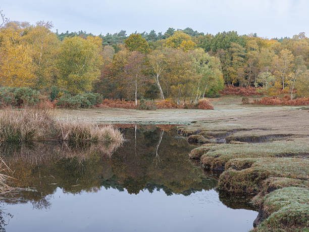 A calm pond on Cadnam Common in the New Forest, reflecting autumn trees in still water. Soft light and rich seasonal colours capture a peaceful countryside scene.