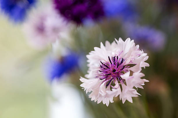 Pink cornflower on a blurred background on the right. Close-up. Postcard
