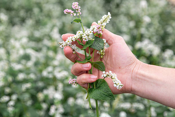 istock hand showing blooming buckwheat in the fall 2244175481