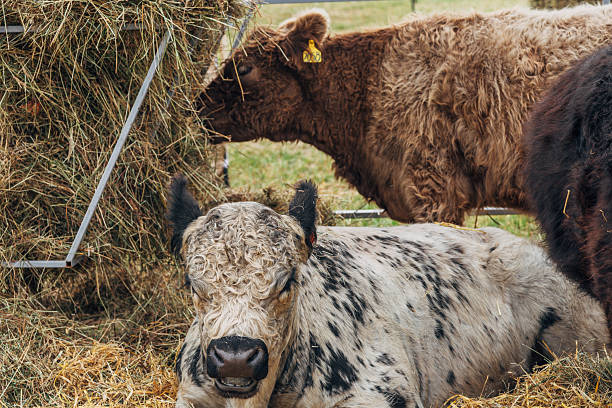 istock Galloway cattle breed for meat production 2244177031