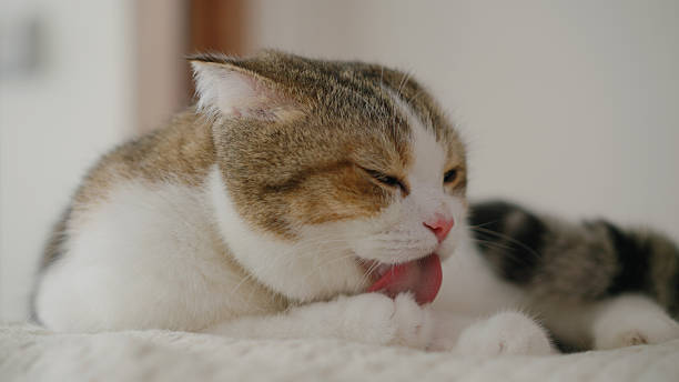 istock A cute cat is licking its fur on the bed. 2244177191