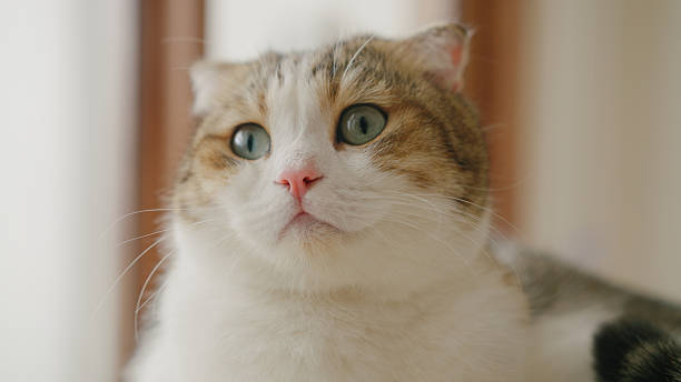 istock Calm cat resting on soft bed indoors 2244177197