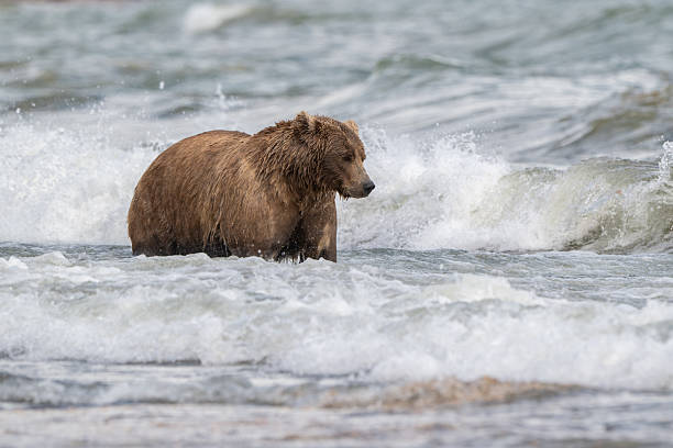 istock Alaskan brown bear searching for salmon in Naknek Creek. 2244177992