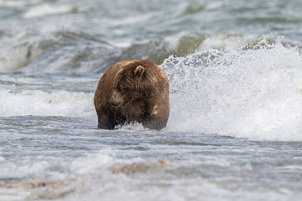 istock Alaskan brown bear searching for salmon in Naknek Creek. 2244178013