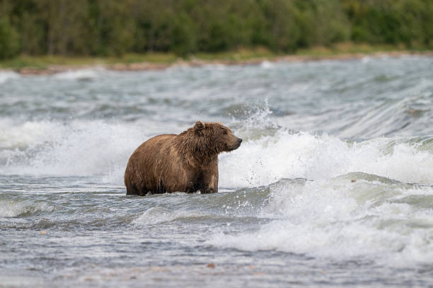 istock Alaskan brown bear searching for salmon in Naknek Creek. 2244178082