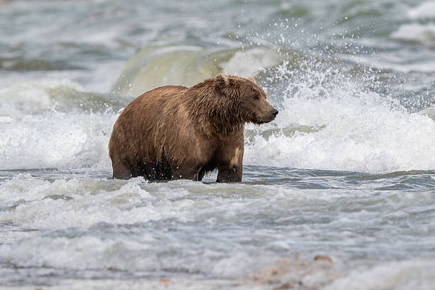 istock Alaskan brown bear searching for salmon in Naknek Creek. 2244178128