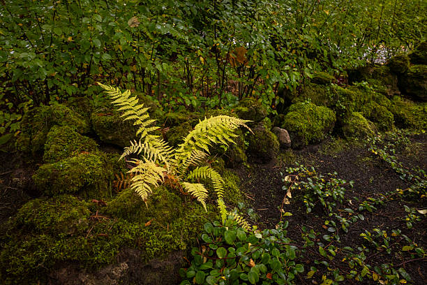 A beautiful autumn scenery with plants growing in graveyard. Fall in Riga, Latvia.