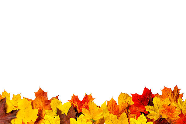 istock Bottom Border of Colorful Maple Leaves 2244181866