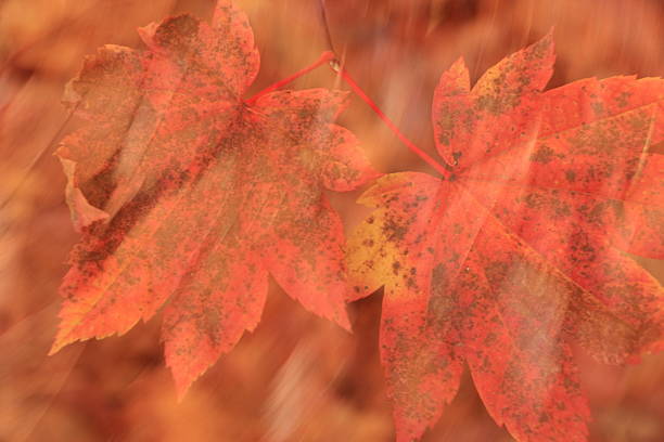 A multiple exposure of brown fallen leaves and red ones still on a tree.