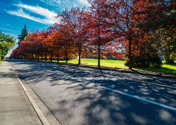 Autumn trees line a street in Seatac, Washington.