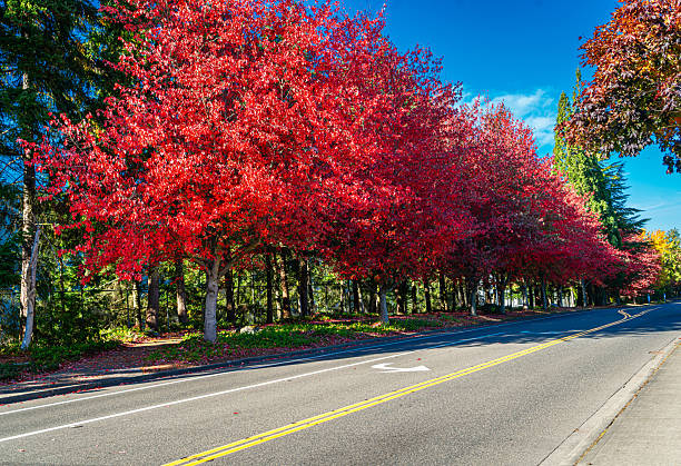 istock Seatac Streetside Autumn Trees 8 2244183328
