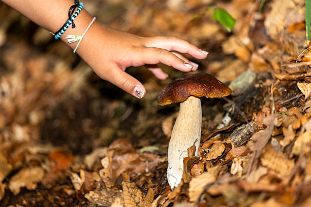 Mushrooms are one of the most popular and tasty autumn products, especially along the Italian Alps. Here is an exemplary haul from the hunt. These are porcini mushrooms.