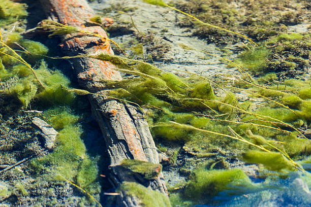 beautiful green background with a wood texture with green veins as a sample of a green background made of natural sawn wood or a sample of a wood texture for a beautiful natural background