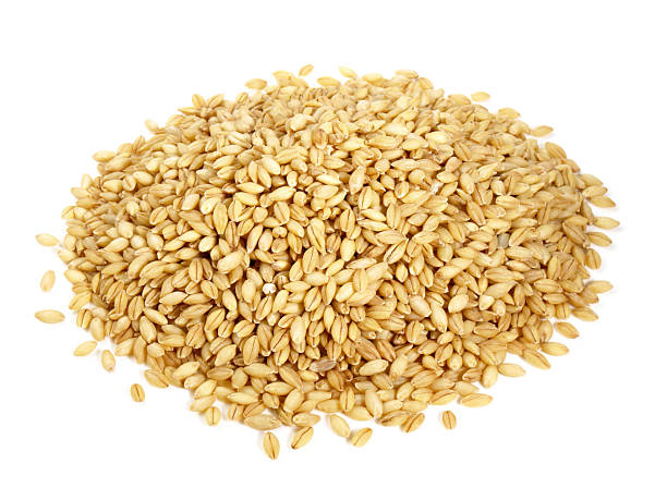 istock Food - Barley Grain on white Background 2244184376