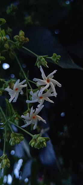 istock white fragrant night jasmine with green leaves 2244185163