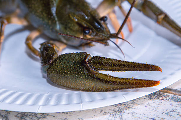 Live crawfish crawl in the water in a large container