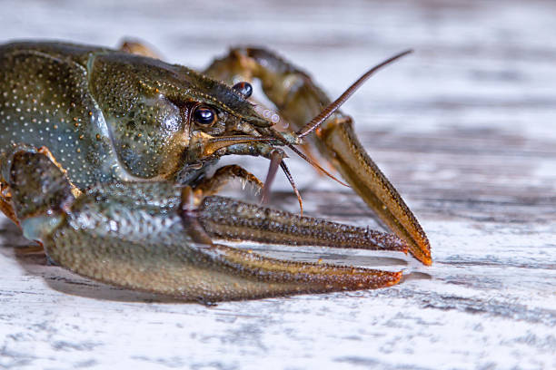 istock Large freshwater crayfish with big claws on the table looking into the camera, extreme close-up. 2244187325