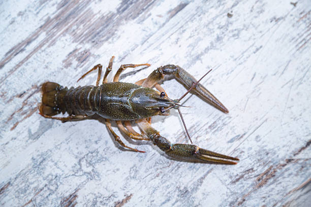 istock Large live freshwater crayfish with big claws lying on a kitchen table, close-up. 2244187343