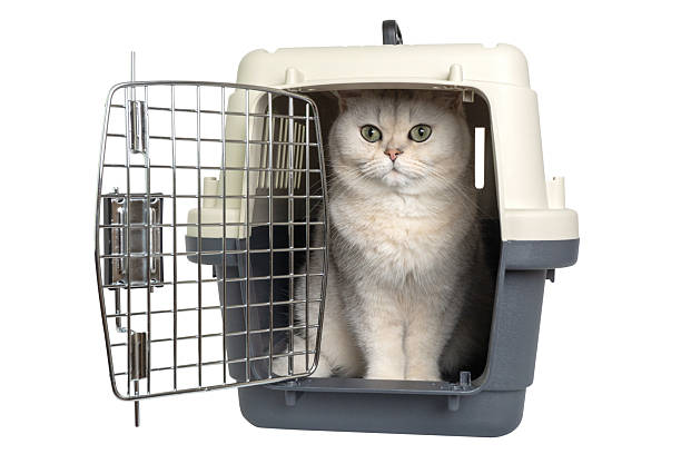 istock Fluffy white cat sitting in open pet carrier looking forward 2244189017